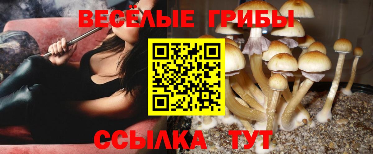 Клинцы  Галлюциногенные грибы Psilocybine cubensis  Галлюциногенные грибы GOLDEN TEACHER  Вход с VPN 